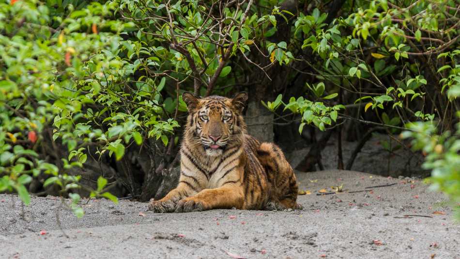 Royal Bengal tiger | shutterstock