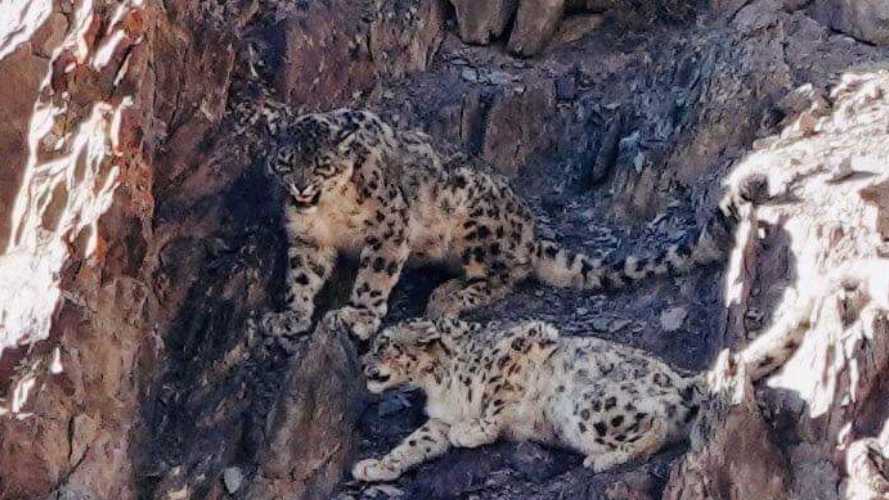 Snow leopards in Ladakh | Margie Thomas