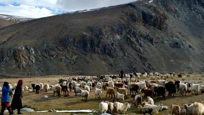 Changpa nomads with their prized pashmina goats, Tso Moriri | Kate Leeming