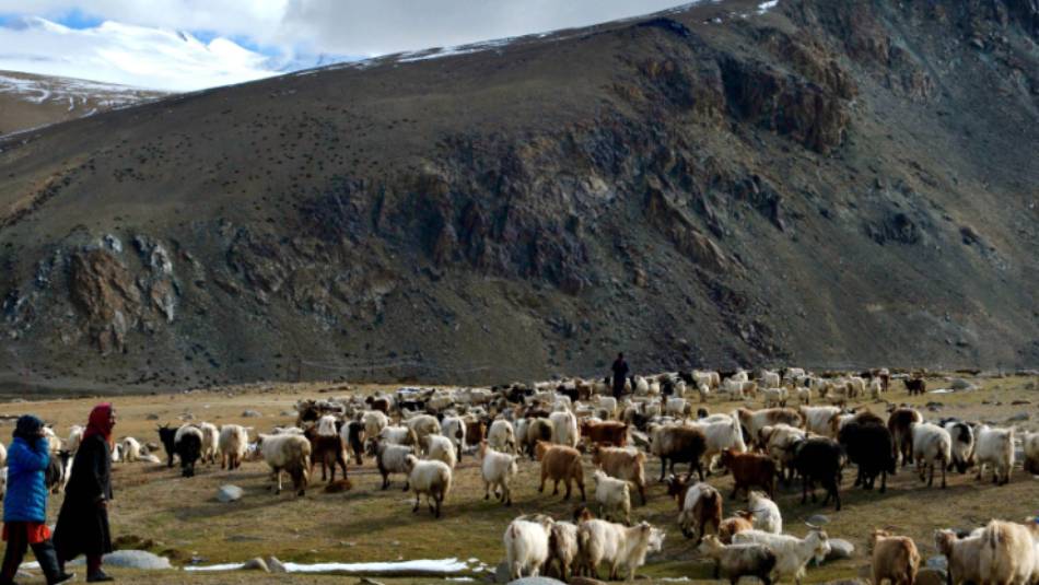 Changpa nomads with their prized pashmina goats, Tso Moriri | Kate Leeming
