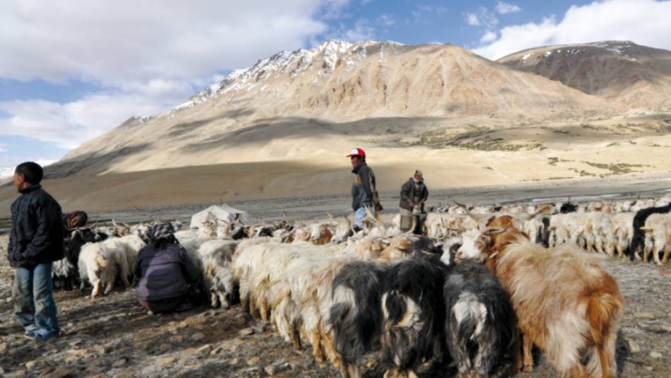 Local herders in the Indian Himalaya | Adam Mussolum