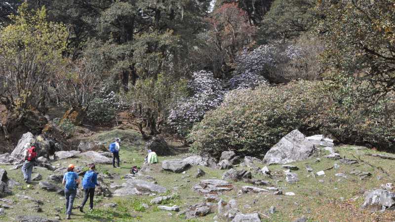 Nanda Devi Alpine Trek - Nanda Devi Alpine Trek, India