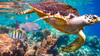 Maldives Turtle Coral Reef,Andrei Armiagov Snorkelling is one of the best ways to get up close and personal with marine life like the Hawksbill Turtle