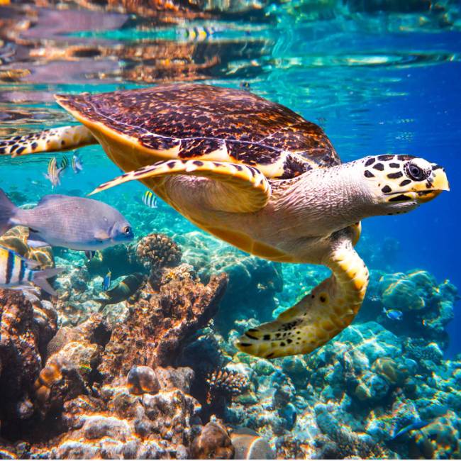 Snorkelling is one of the best ways to get up close and personal with marine life like the Hawksbill Turtle