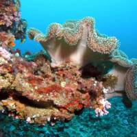 Stunning coral colours under the sea