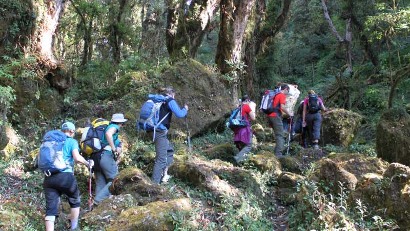 Walking through rhododendron forests in the Annapurna region | Brad Atwal