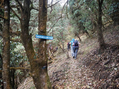 Trekking the beautiful Rhododendron forest&#160;-&#160;<i>Photo:&#160;Rob Keating</i>