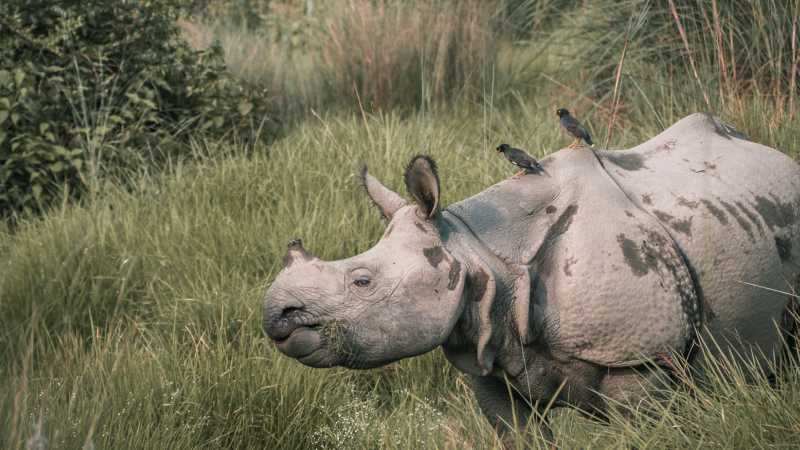Elusive Asiatic Rhino | Kelvin Law