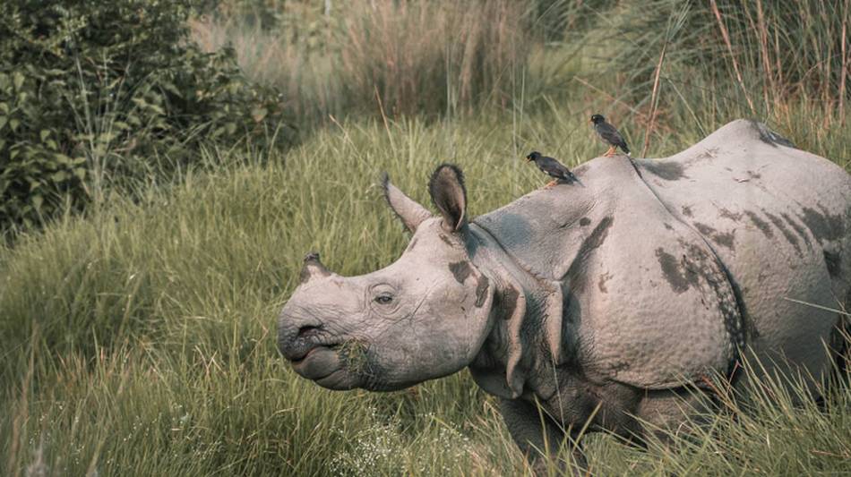 Elusive Asiatic Rhino | Kelvin Law