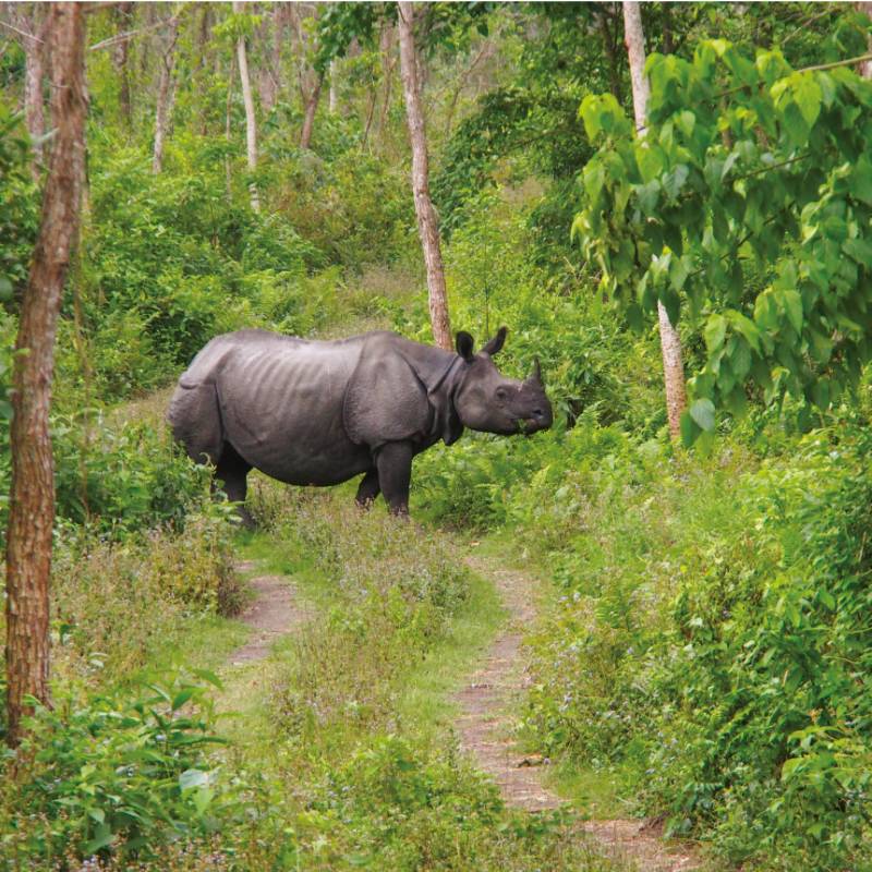 Viewing the majestic Asiatic Rhino in its natural habitats | Zac Kostos