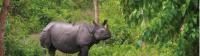 The majestic Asiatic Rhino |  <i>Zac Kostos</i>