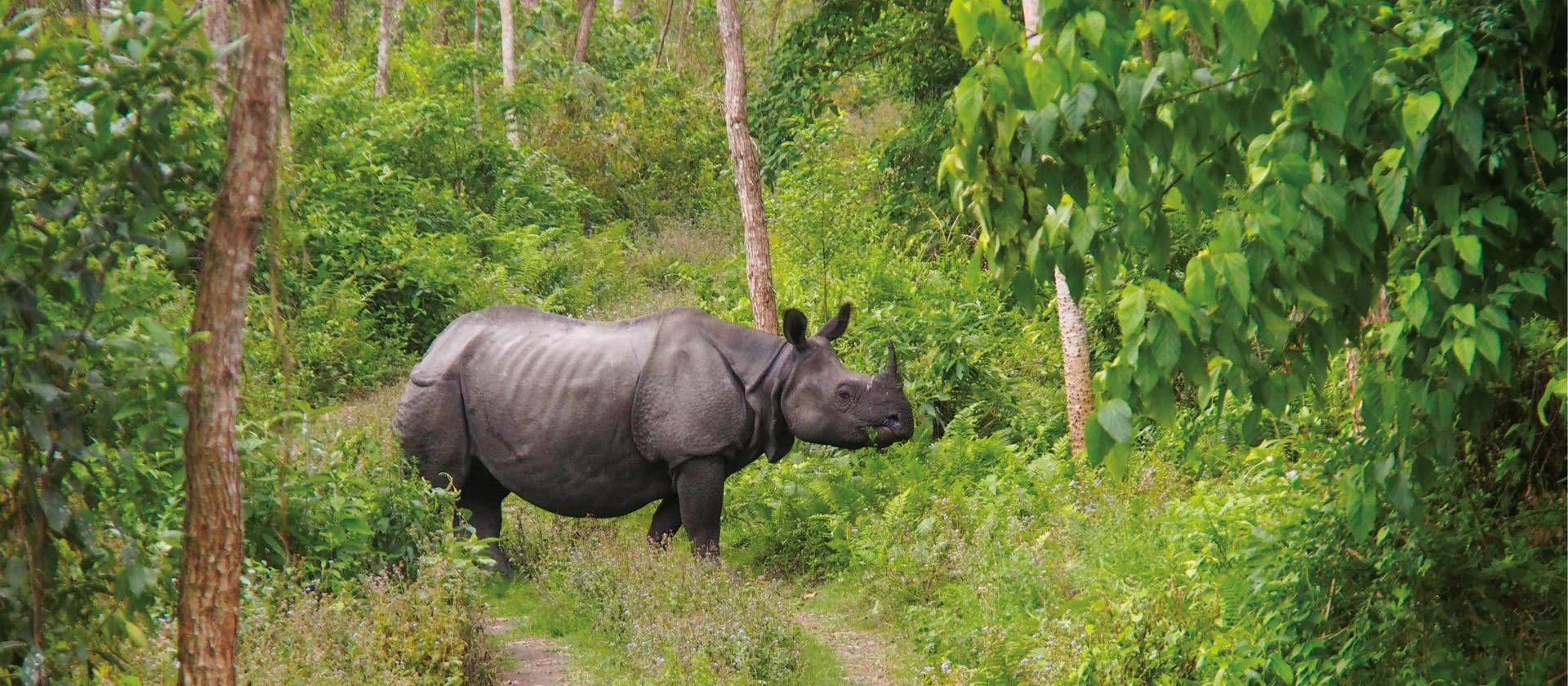 Viewing the majestic Asiatic Rhino in its natural habitats | Zac Kostos