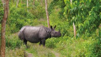 Viewing the majestic Asiatic Rhino in its natural habitats