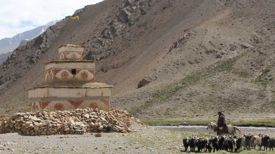 A shepherd and his herd in Dolpo