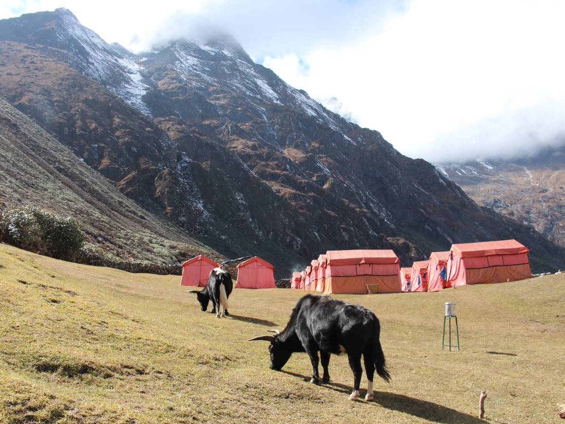 Yaks grazing at Dole private eco campsite |  <i>Ayla Rowe</i>