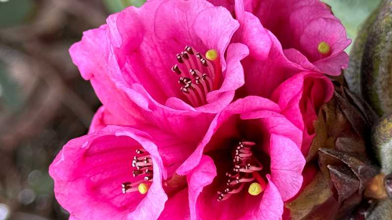 Himalayan Rhododendron | Margie Thomas