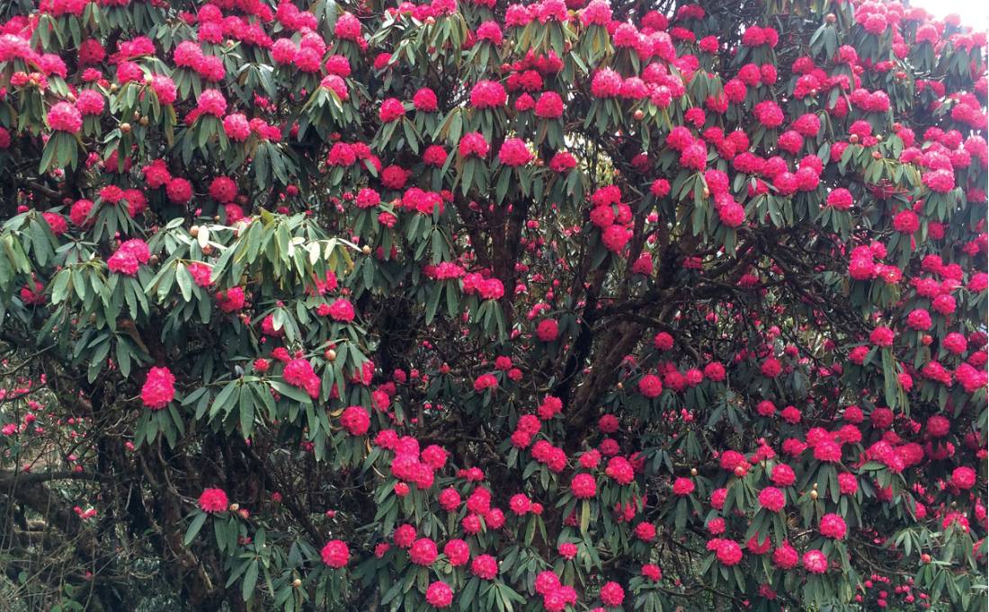 Huge rhododendron trees look spectacular in flower in the Himalayan spring |  Michele Eckersley