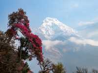 Rhododendrons in Nepal