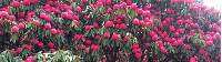 Huge rhododendron trees look spectacular in flower in the Himalayan spring |  <i>Michele Eckersley</i>