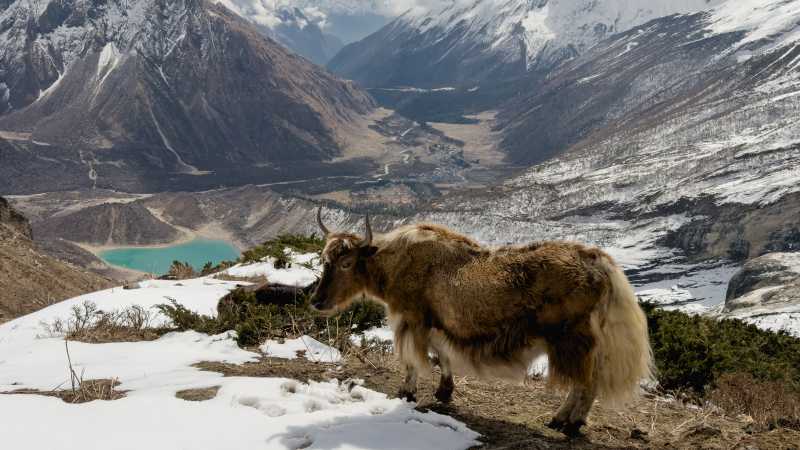 Yak overlooking Birendra Lake, Manaslu Circuit | Eloise Weston
