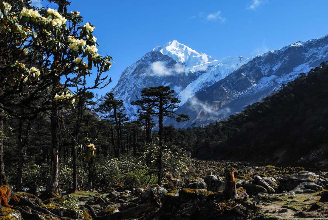 Rhododendron forest, in Kanchenjunga area. Sikkim Himalaya, India