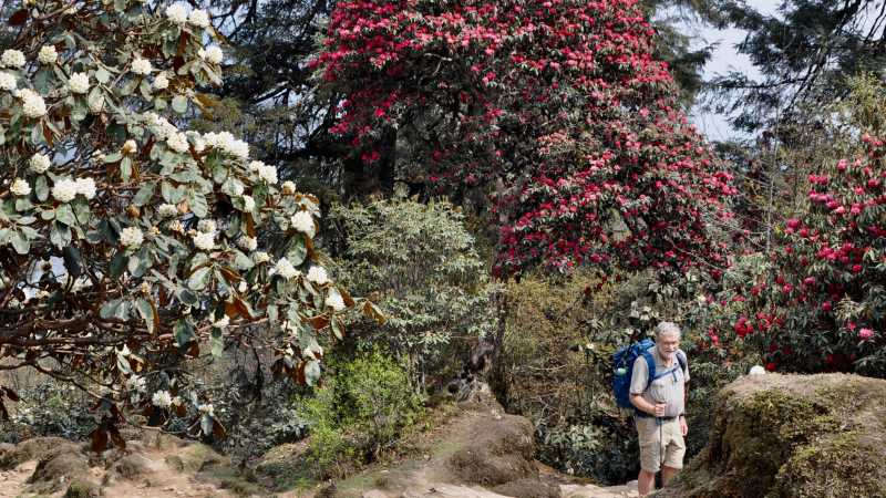 Rhododendron forest with trekker - Sikkim Rhododendron Trek, India