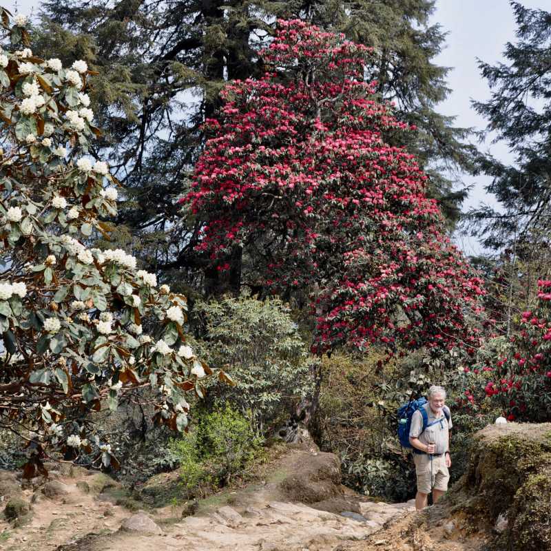 Rhododendron forest with trekker | Garry Weare