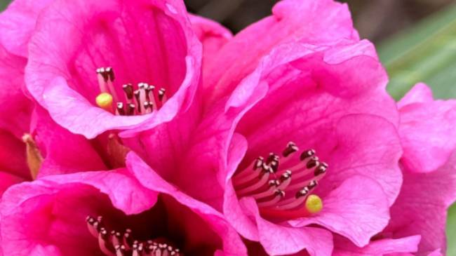 Sikkim rhododendron | Margie Thomas