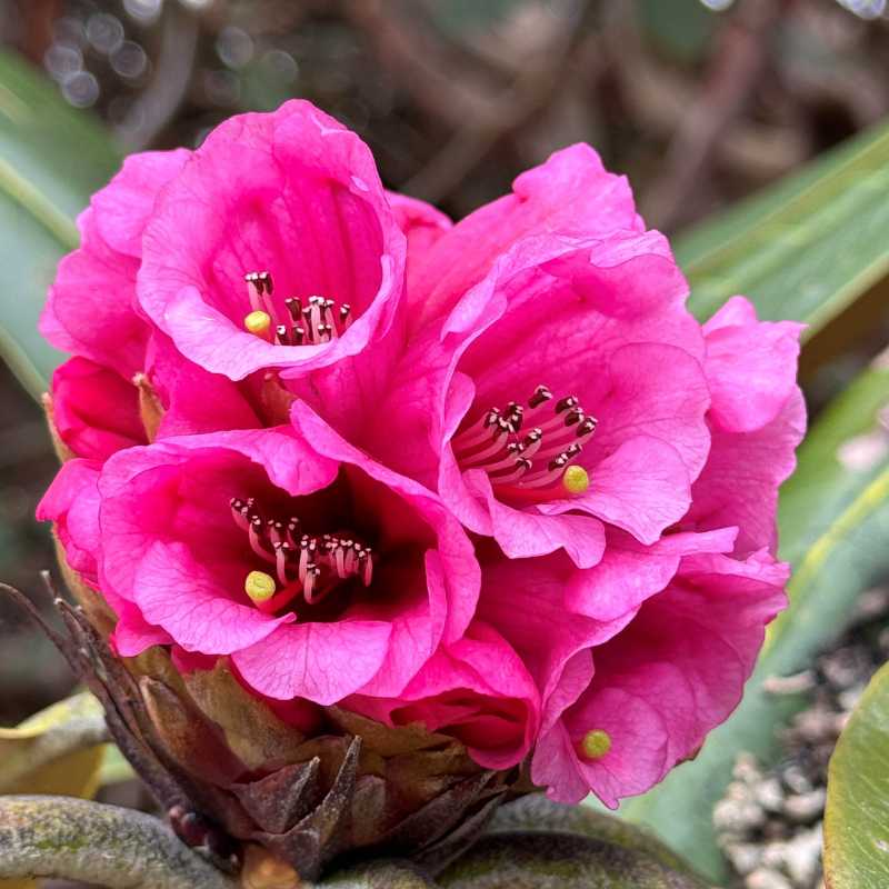 Sikkim rhododendron | Margie Thomas