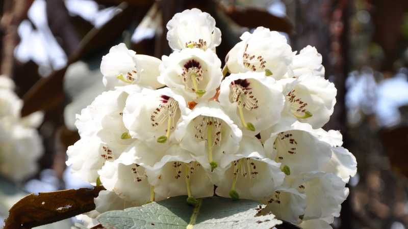 White rhododendron in Sikkim - Sikkim Rhododendron Trek, India