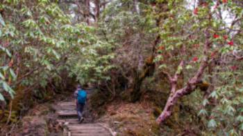 Hiking through Sikkim's rhododendron forests towards Dzongri