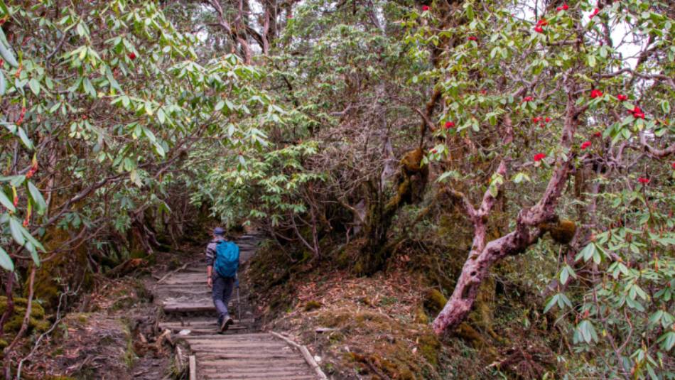 Hiking through Sikkim's rhododendron forests towards Dzongri