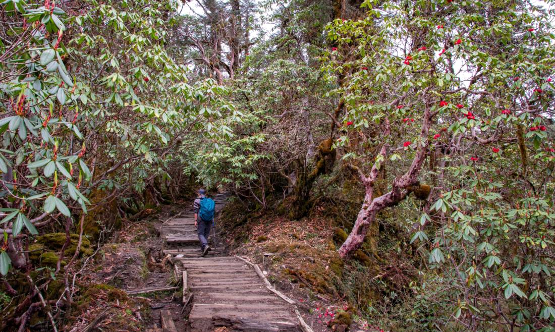 Hiking through Sikkim's rhododendron forests towards Dzongri