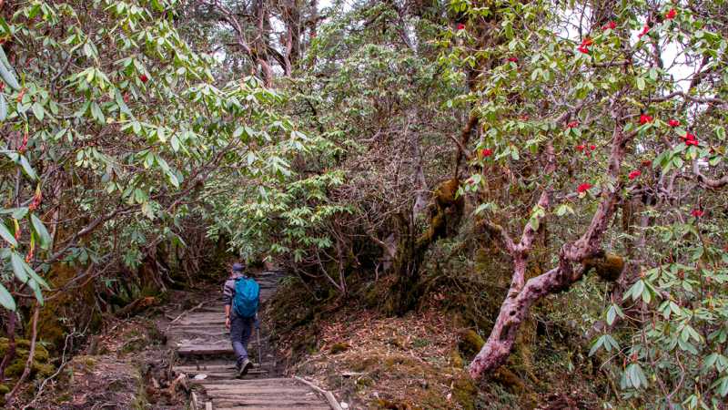 Hiking through Sikkim's rhododendron forests towards Dzongri - Sikkim Rhododendron Trek, India