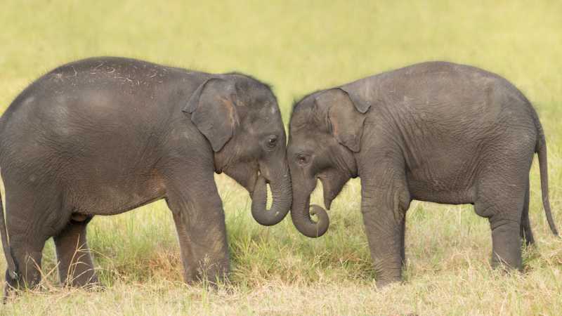 Visiting orphan baby elephants in Udawalawe | Houndstooth Studio by Alex Cearns