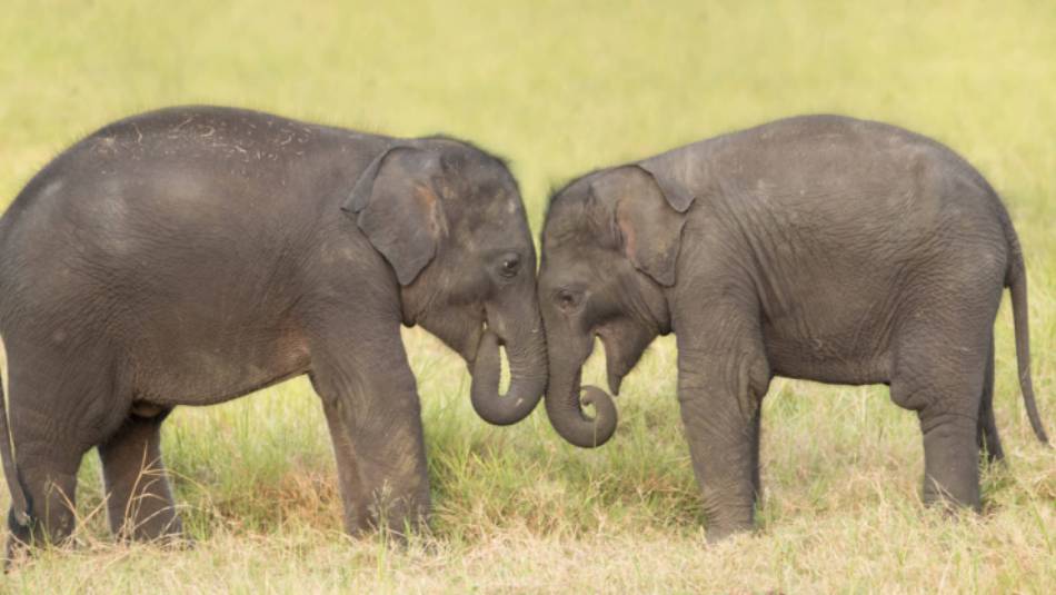 Visiting orphan baby elephants in Udawalawe | Houndstooth Studio by Alex Cearns