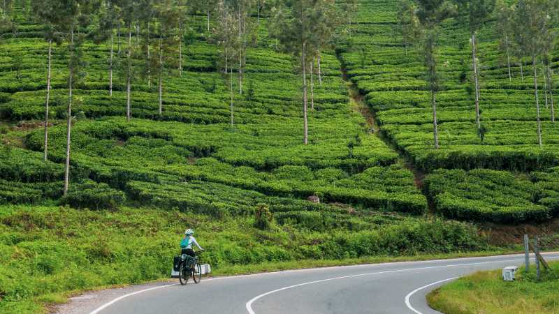 Cycling the tea plantations of Sr Lanka