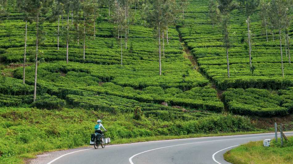 Cycling the tea plantations of Sr Lanka