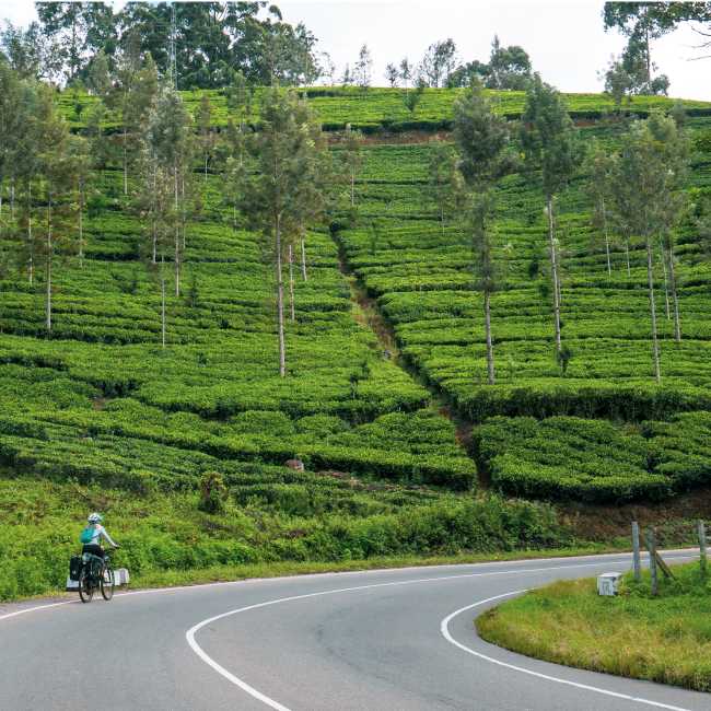 Cycling the tea plantations of Sr Lanka