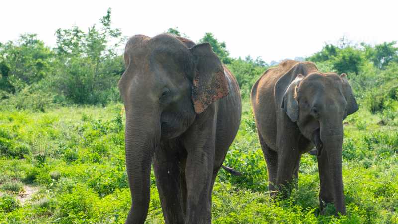 Sri Lankan elephants | Alan Benson