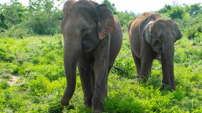 Sri Lankan elephants - Sri Lanka Adventure, Sri Lanka