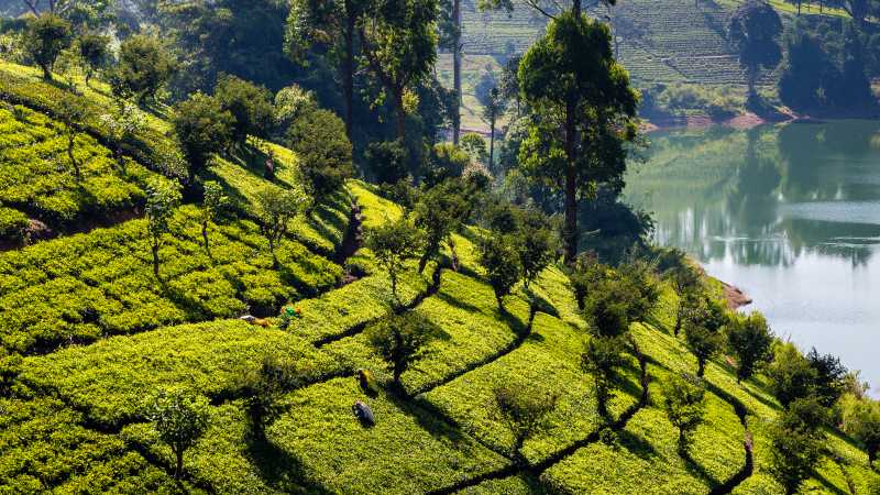 Classic Sri Lankan tea plantation landscapes | Richard I'Anson
