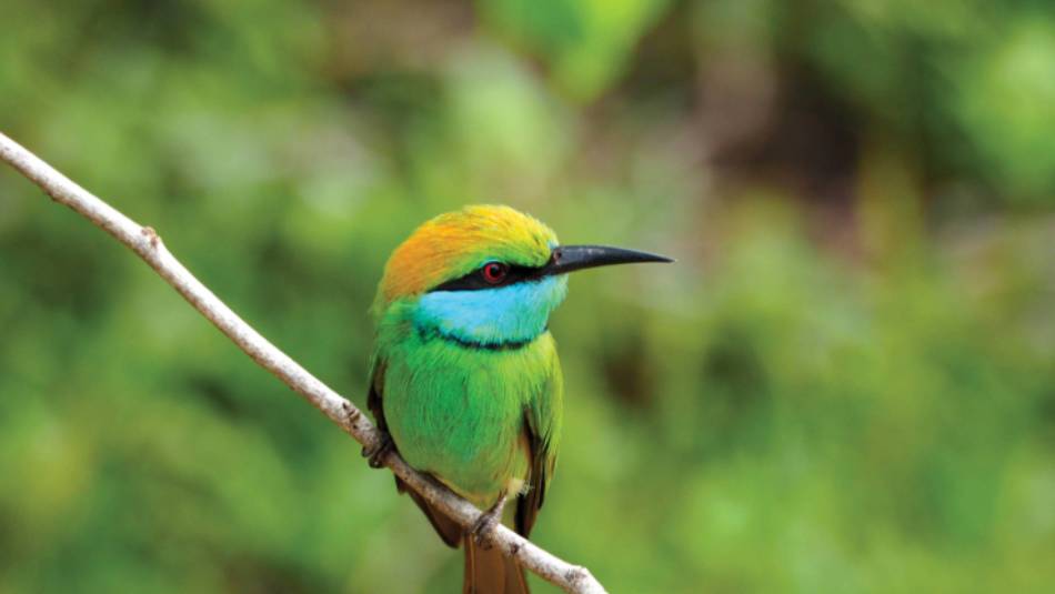 Green bee-eater in the canopy of Udawalawe National Park | Scott Pinnegar