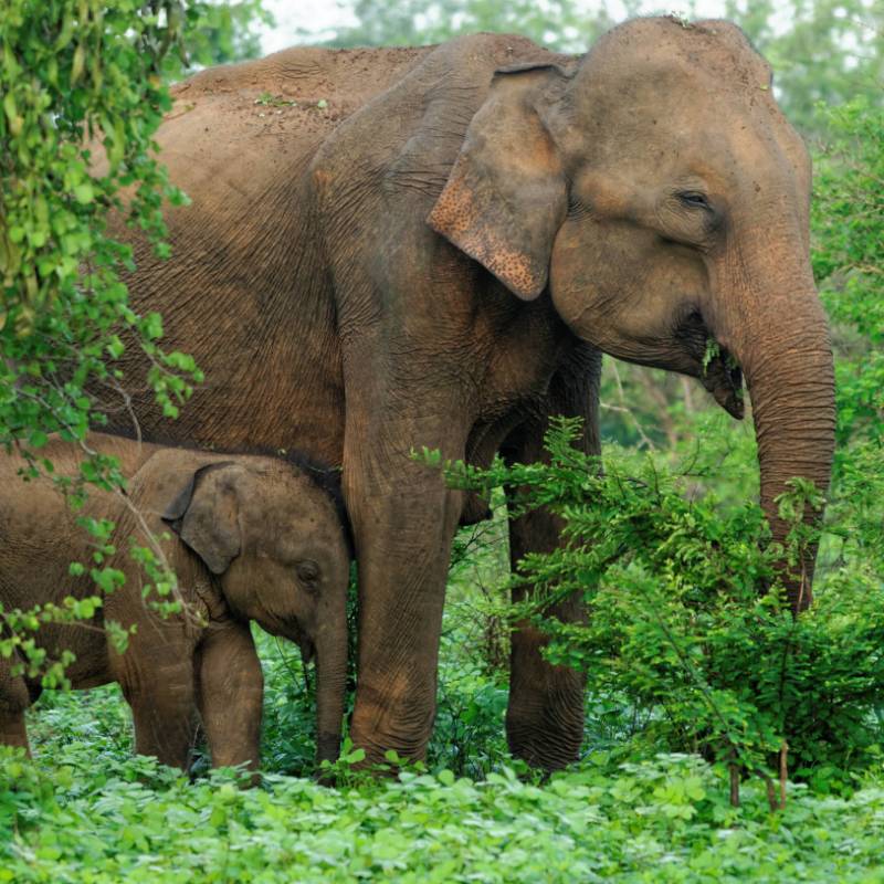 Asian Elephant | World Animal Protection