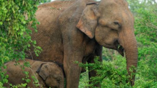 Asian Elephant | World Animal Protection