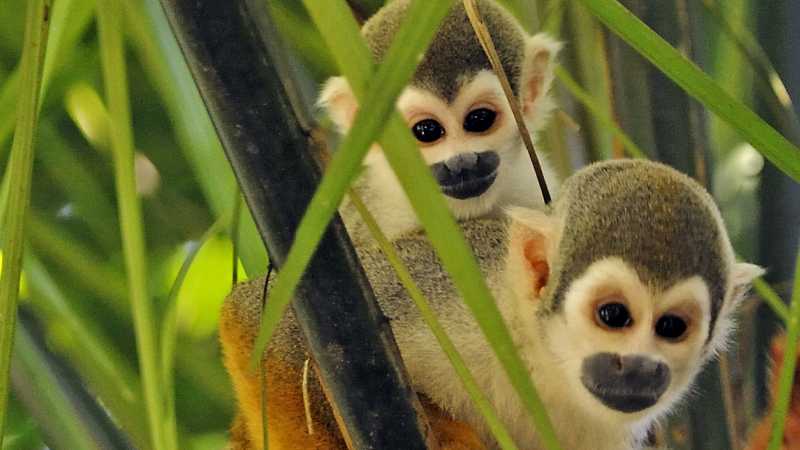 Squirrel Monkeys