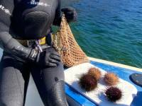 Watch your Guides dive for sea urchins on your Seafood Seduction Tour |  <i>Peter Kuruvita</i>