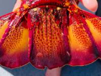 Incredible colours of a freshly caught lobster |  <i>Peter Kuruvita</i>