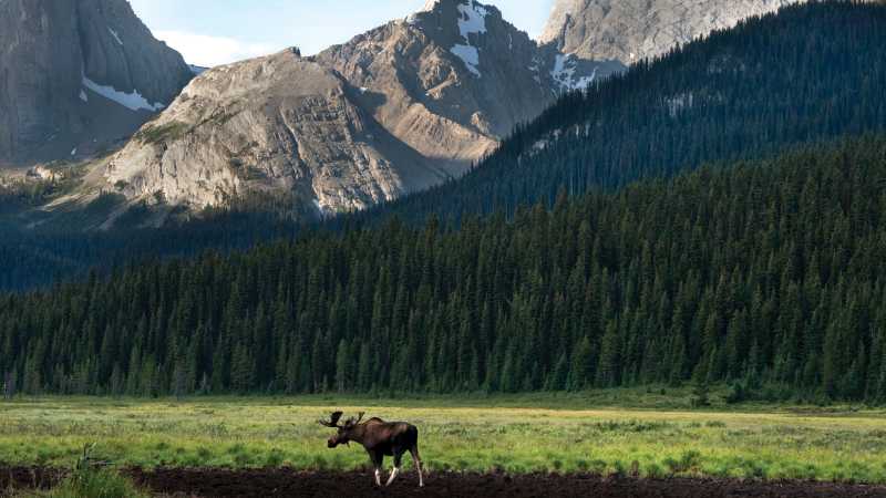 Bull moose in Kananaskis, Alberta | Travel Alberta