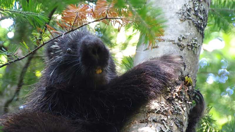 Porcupines can be found along the Traversee de Charlevoix | Leigh McAdam